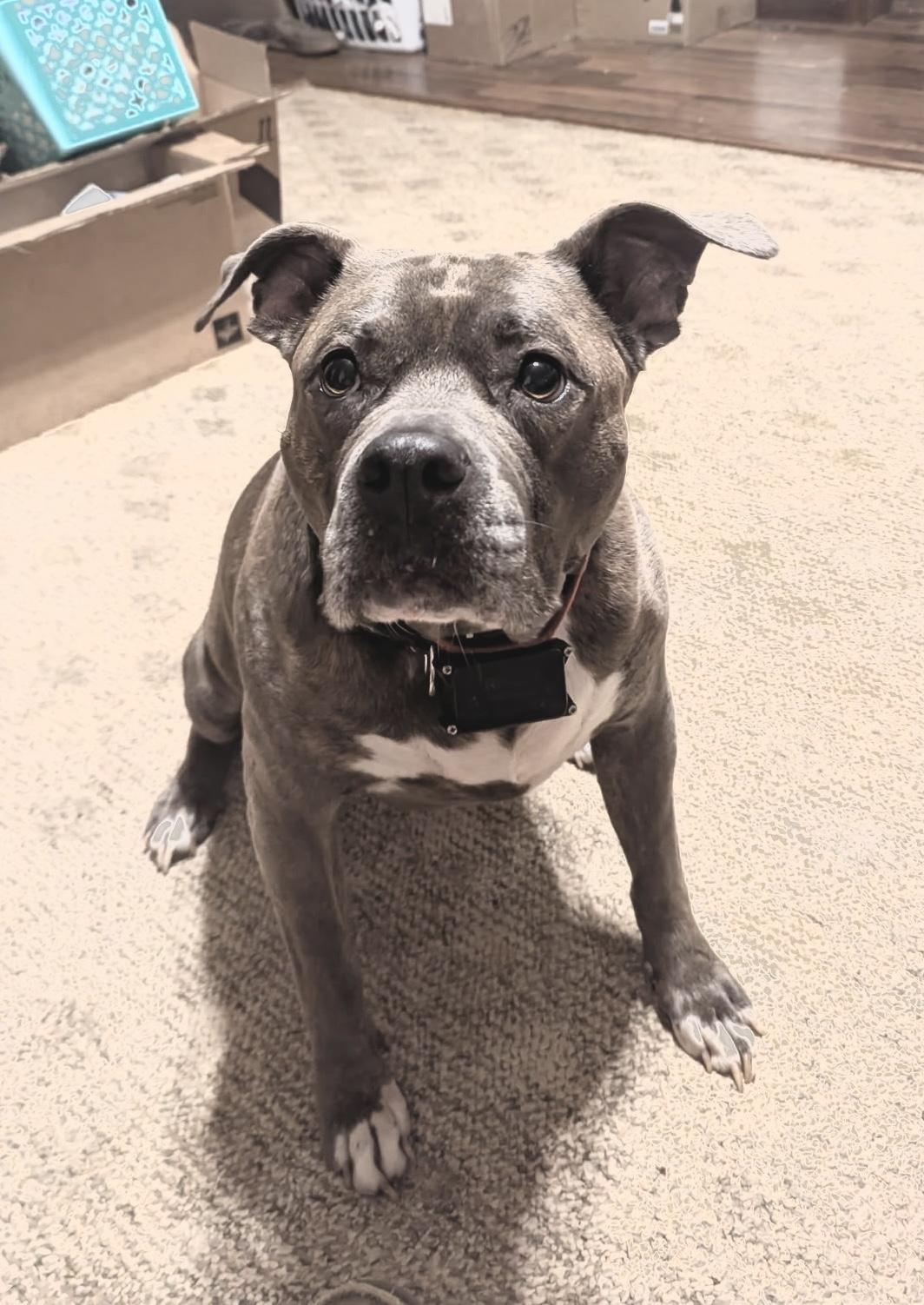 Lilly, Adoptable, Adult Female Pit Bull Terrier.