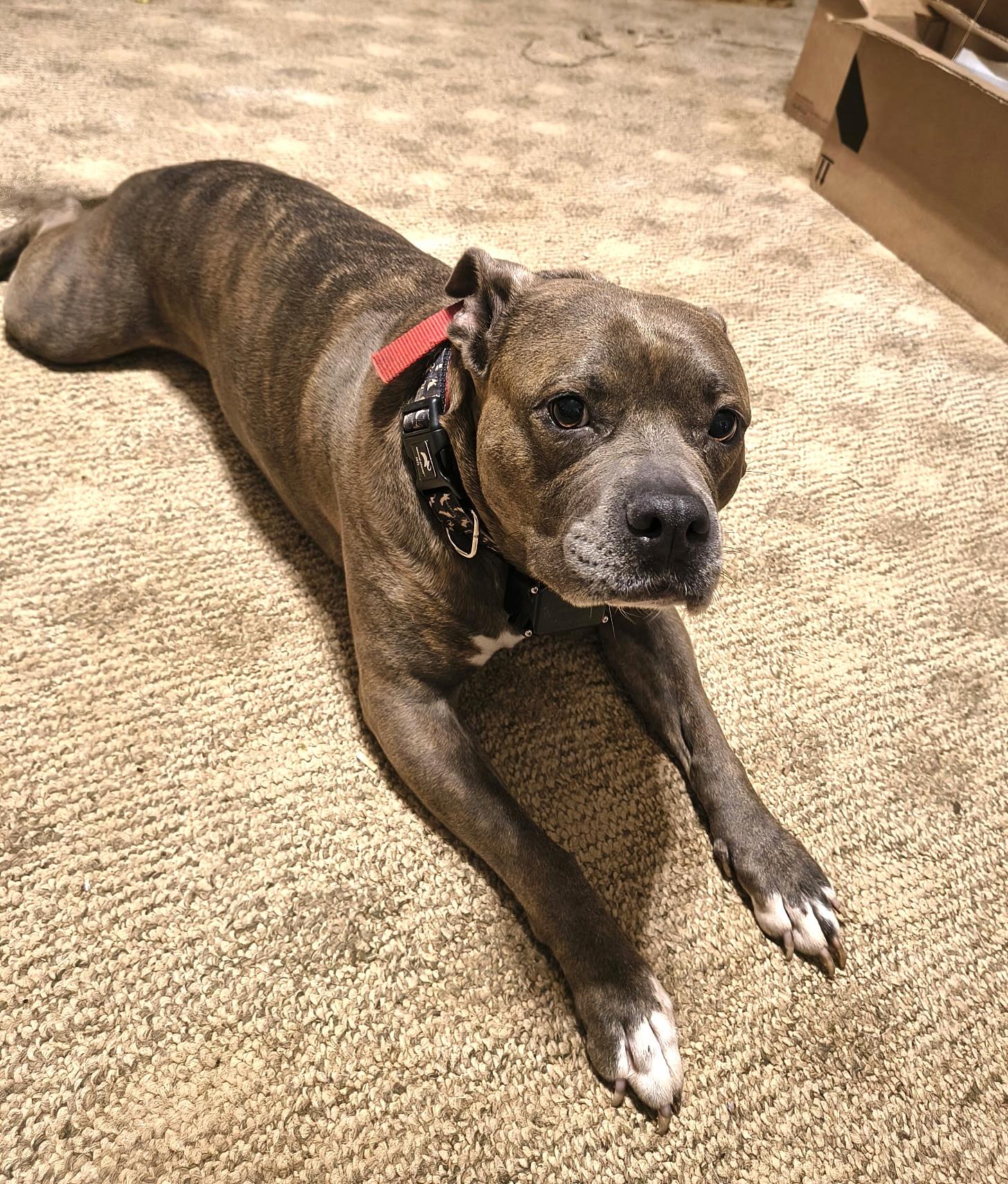 Enlarge Lilly, a Adoptable Pit Bull Terrier in Maryville, TN image 4/5