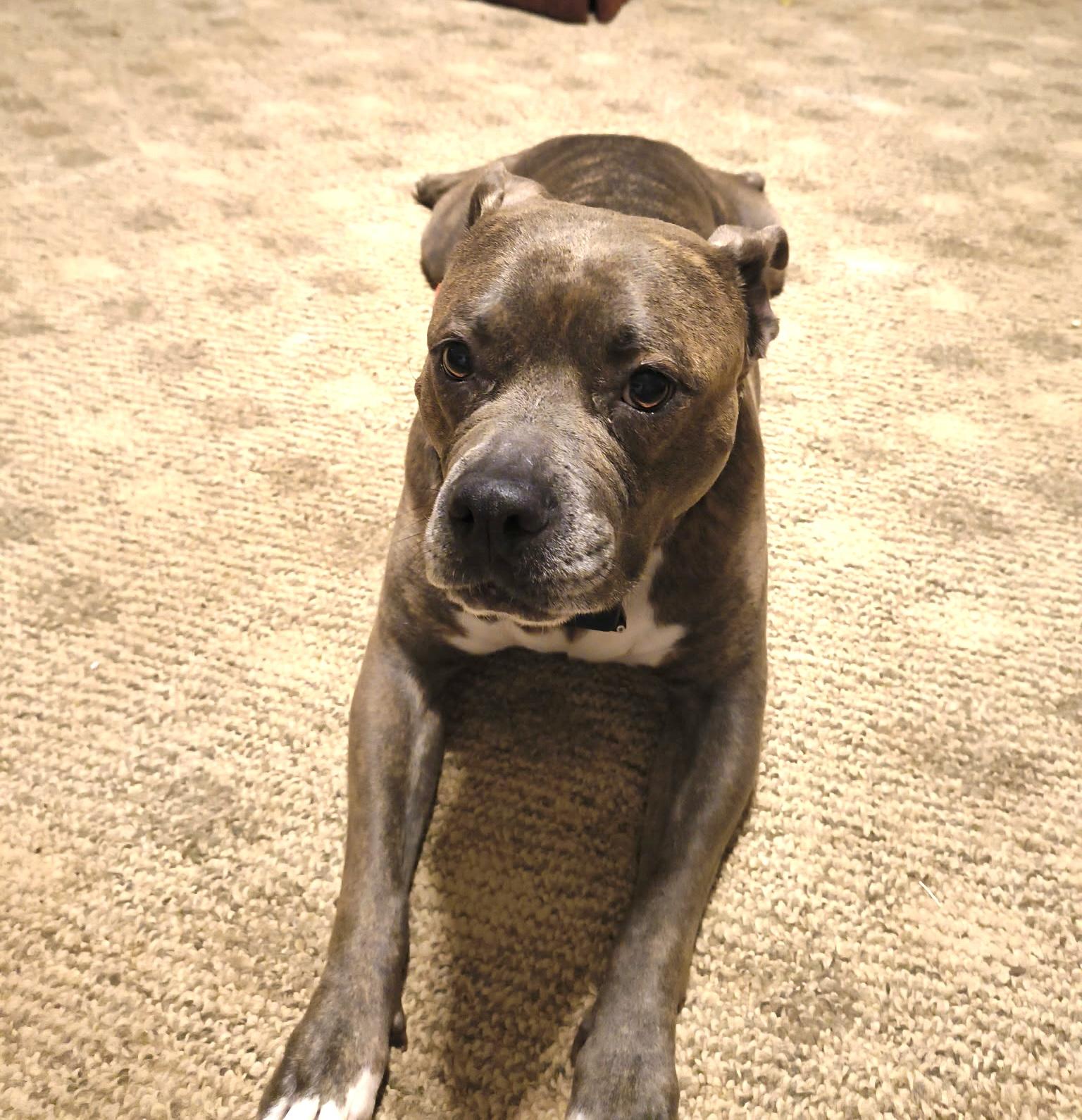 Enlarge Lilly, a Adoptable Pit Bull Terrier in Maryville, TN image 5/5