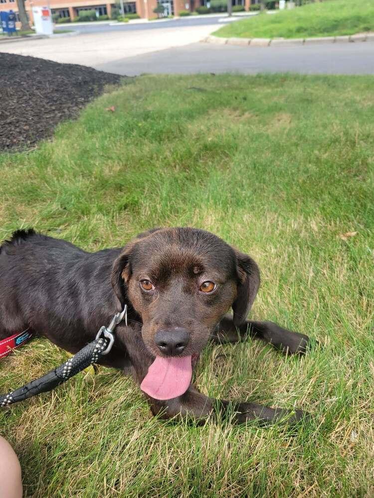 Enlarge Oscar-FOSTER needed, a Adoptable mixed breed in Columbus, OH image 1/6