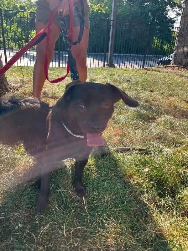 Enlarge Oscar-FOSTER needed, a Adoptable mixed breed in Columbus, OH image 3/6