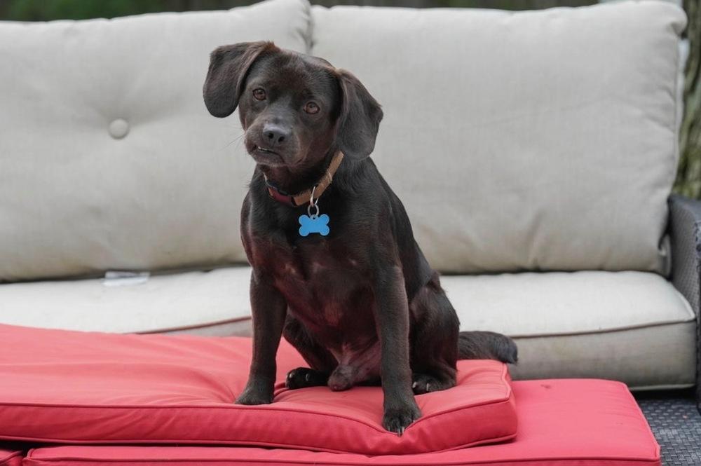 Enlarge Oscar, a Adoptable mixed breed in Columbus, OH image 1/3