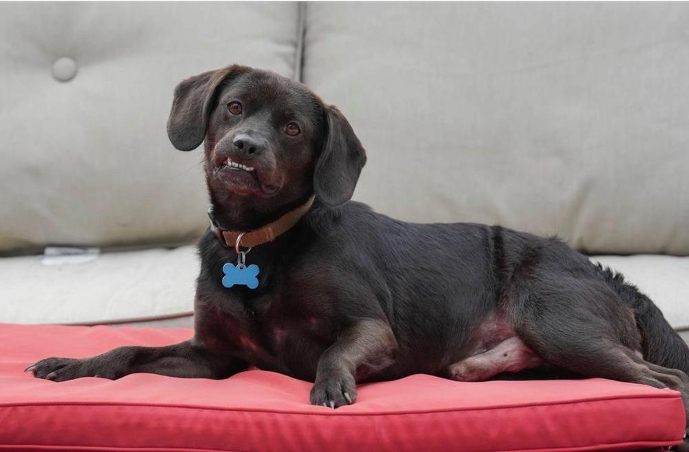Enlarge Oscar, a Adoptable mixed breed in Columbus, OH image 2/3