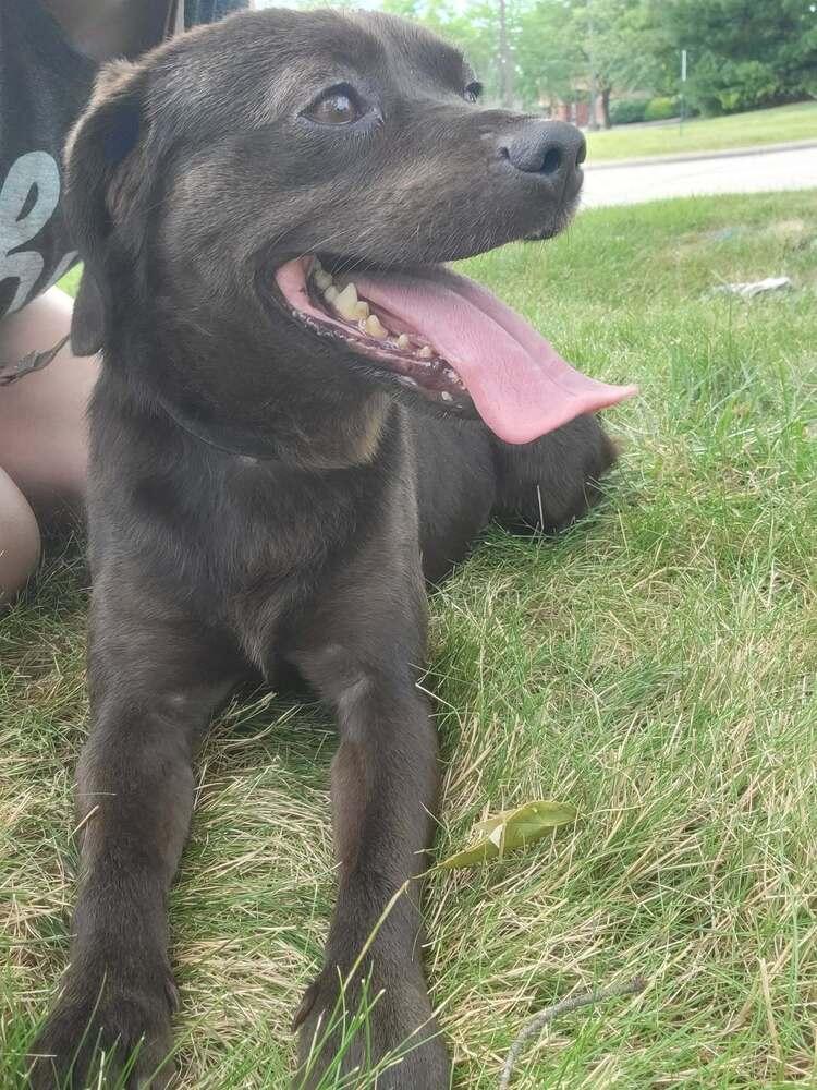 Enlarge Oscar-FOSTER needed, a Adoptable mixed breed in Columbus, OH image 5/6