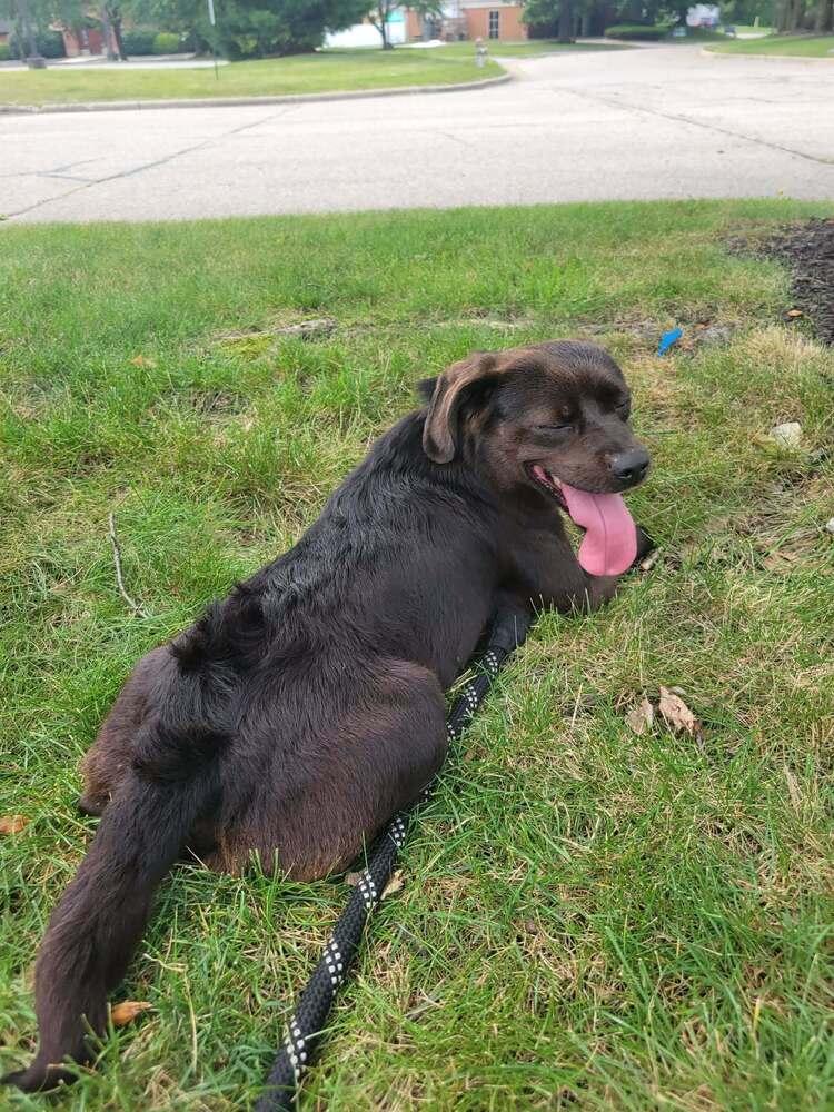 Enlarge Oscar-FOSTER needed, a Adoptable mixed breed in Columbus, OH image 6/6