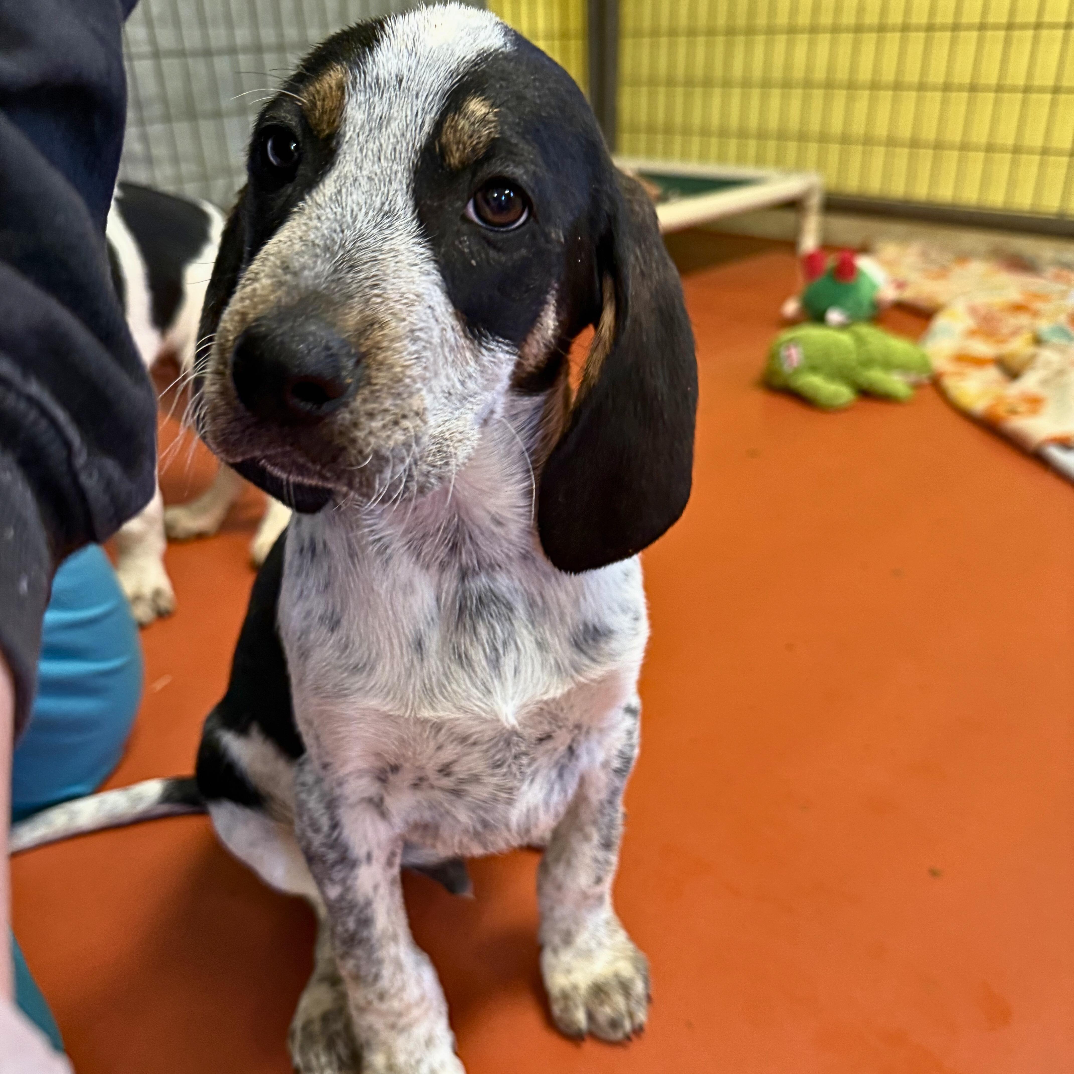 Hawk, adopted, Puppy Male Bluetick Coonhound & Treeing Walker Coonhound.