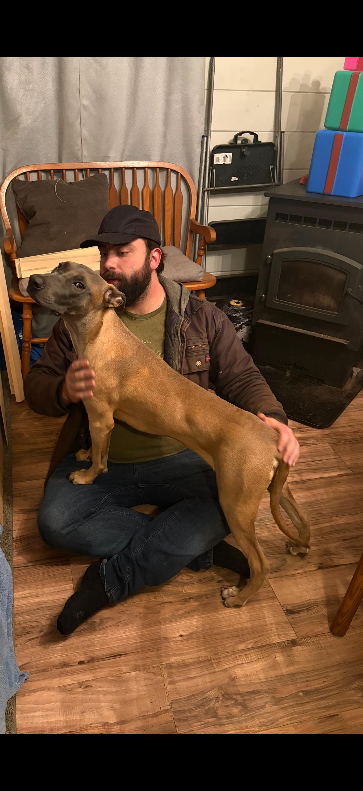 BART - Fostered in Howland, Adoptable, Young Male Belgian Shepherd / Malinois & German Shepherd Dog.