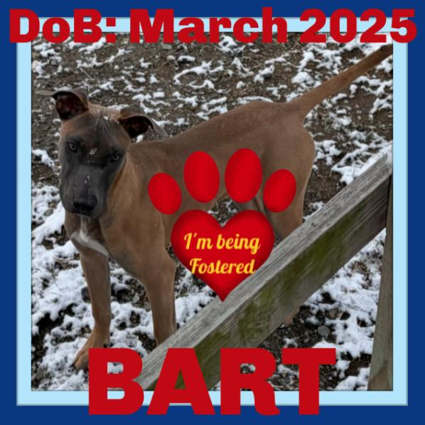 Enlarge BART - Fostered in Howland, a Adoptable mixed breed in Sebec, ME image 3/3