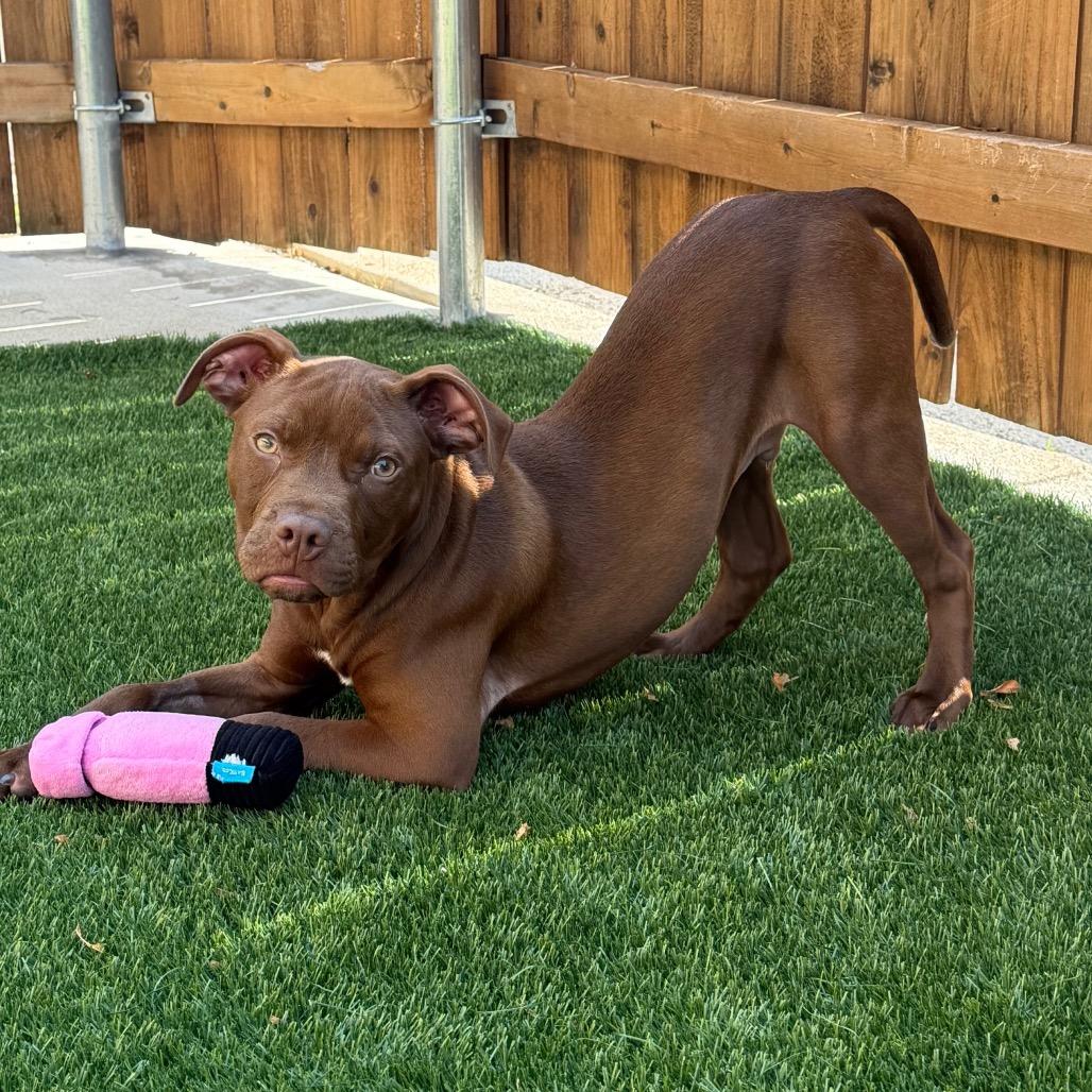 Hershey, Adoptable, Puppy Male Pit Bull Terrier & Mixed Breed.