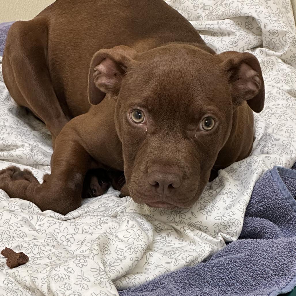 Hershey, a Adoptable mixed breed in Naperville, IL image 2/5