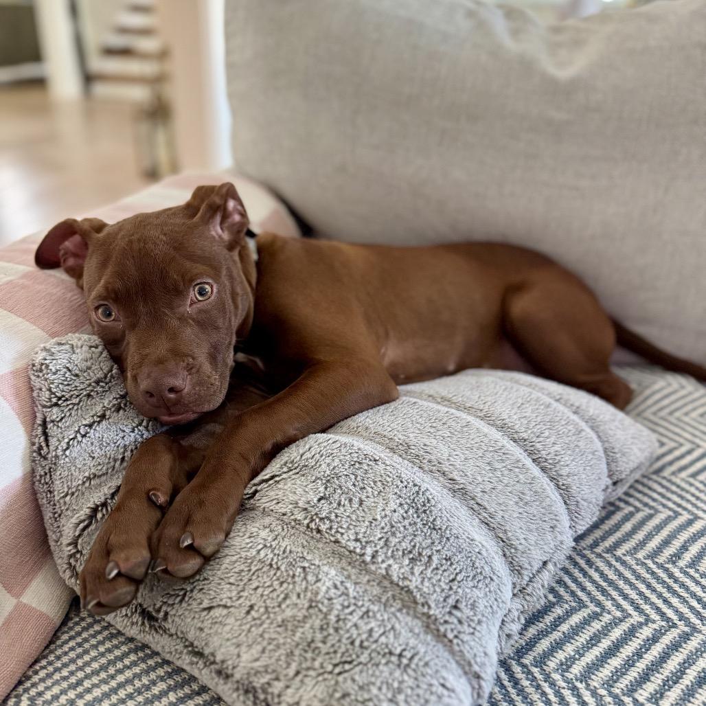 Hershey, a Adoptable mixed breed in Naperville, IL image 3/5