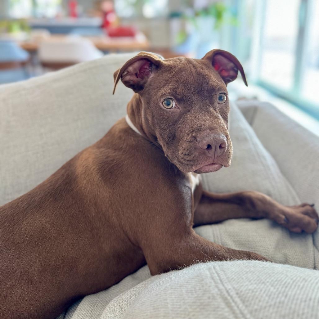 Hershey, a Adoptable mixed breed in Naperville, IL image 4/5