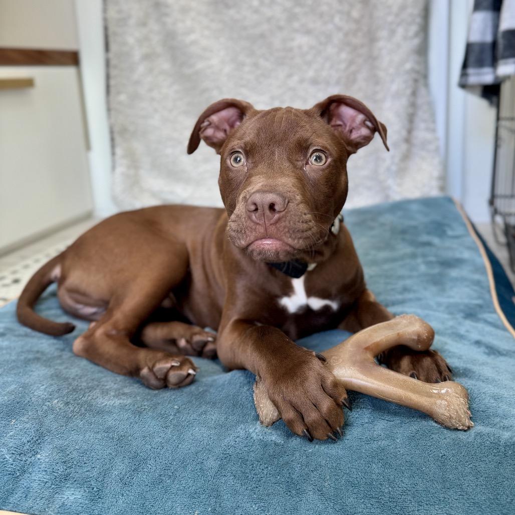 Hershey, a Adoptable mixed breed in Naperville, IL image 5/5