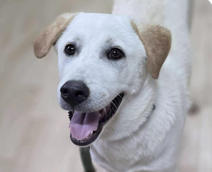 Jimmy, Adoptable, Puppy Male Labrador Retriever & Jindo.