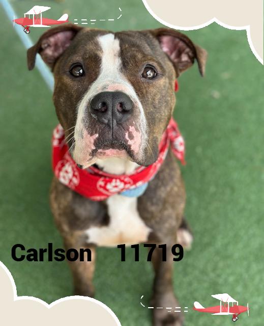 Introducing Carlson He was brought to the shelter along with his bestie Caroline on 76 because he