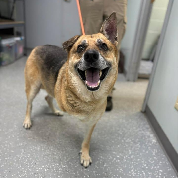 Andy the Tripod, adopted, Adult Male German Shepherd Dog.