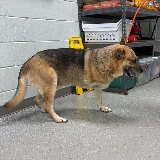 Enlarge Andy the Tripod, an adopted German Shepherd Dog in Bardstown, KY image 3/3