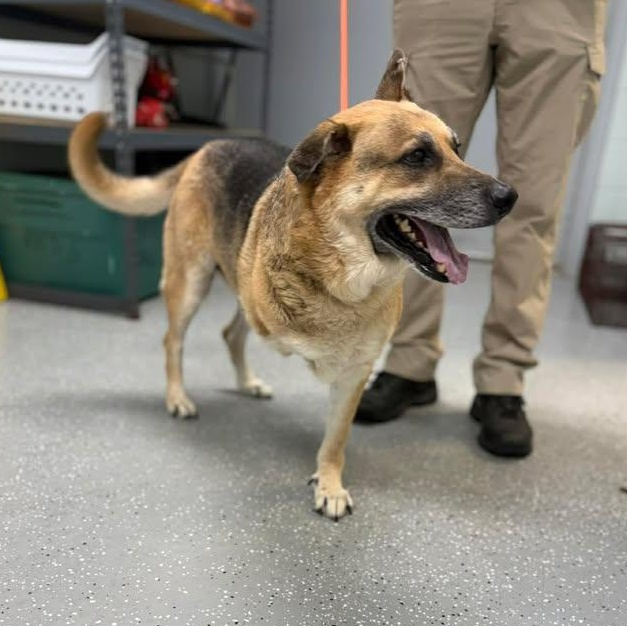 Enlarge Andy the Tripod, an adopted German Shepherd Dog in Bardstown, KY image 2/3