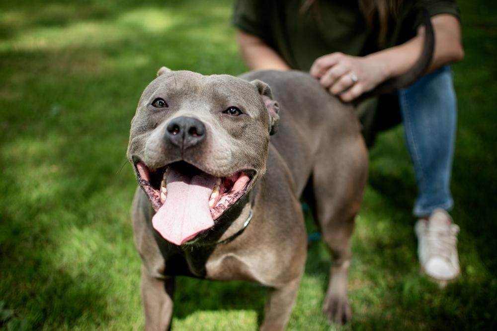 Enlarge Grayson, a Adoptable mixed breed in Frankfort, NY image 2/5