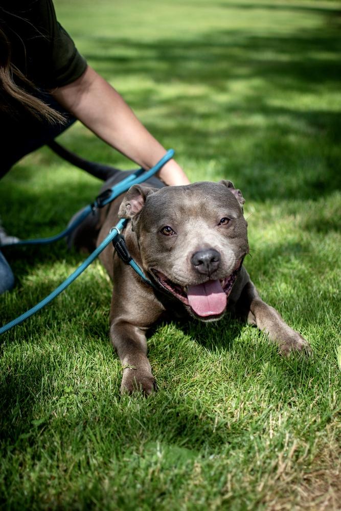 Enlarge Grayson, a Adoptable mixed breed in Frankfort, NY image 3/5