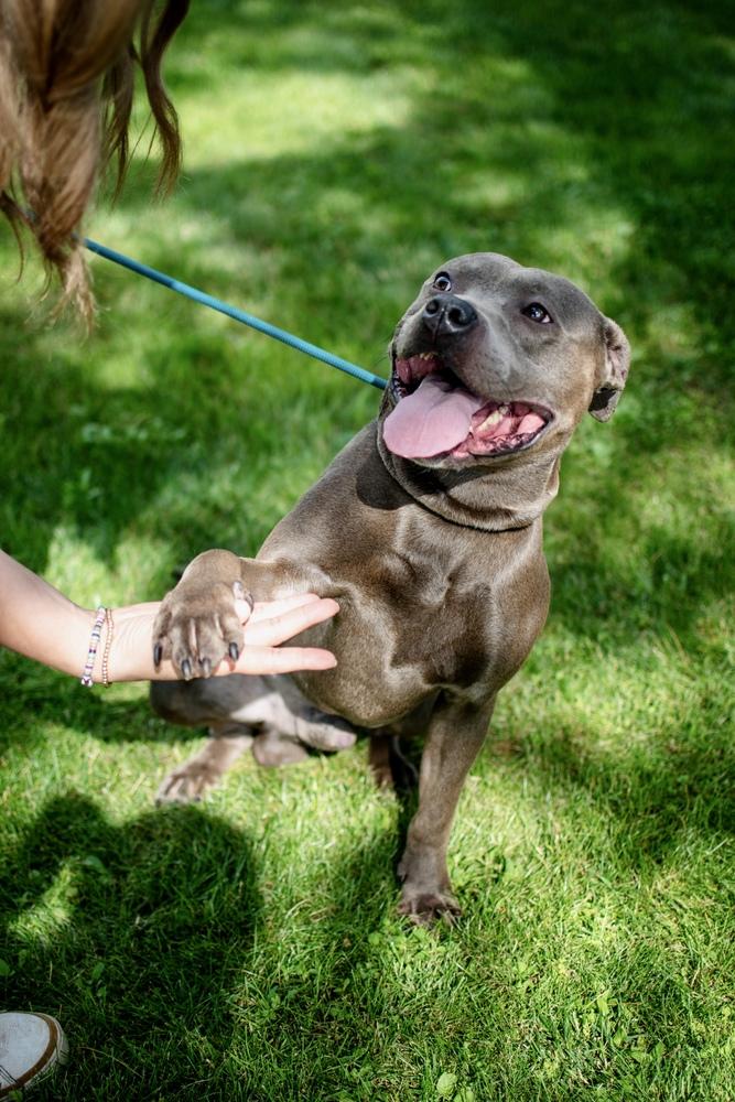 Enlarge Grayson, a Adoptable mixed breed in Frankfort, NY image 4/5