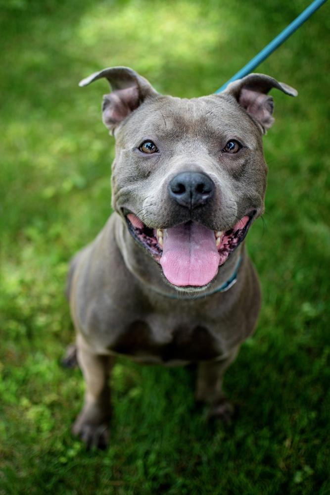 Enlarge Grayson, a Adoptable mixed breed in Frankfort, NY image 5/5