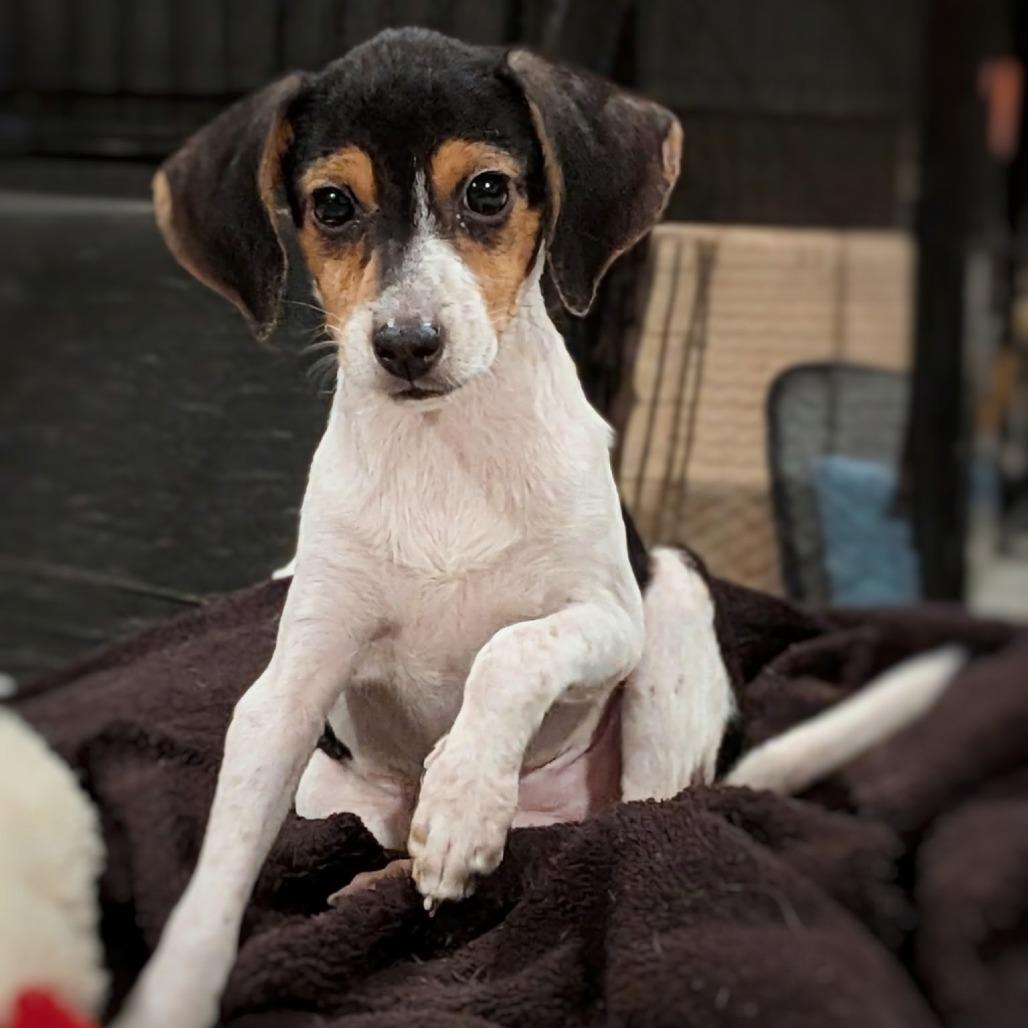 Maggie, Adoptable, Puppy Female Mixed Breed.