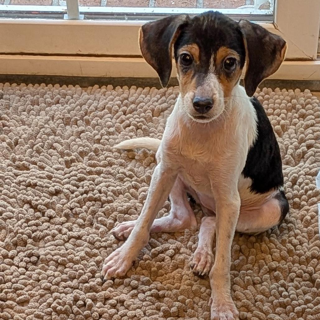 Maggie, a Adoptable Mixed Breed in Jacksonville Beach, FL image 3/4