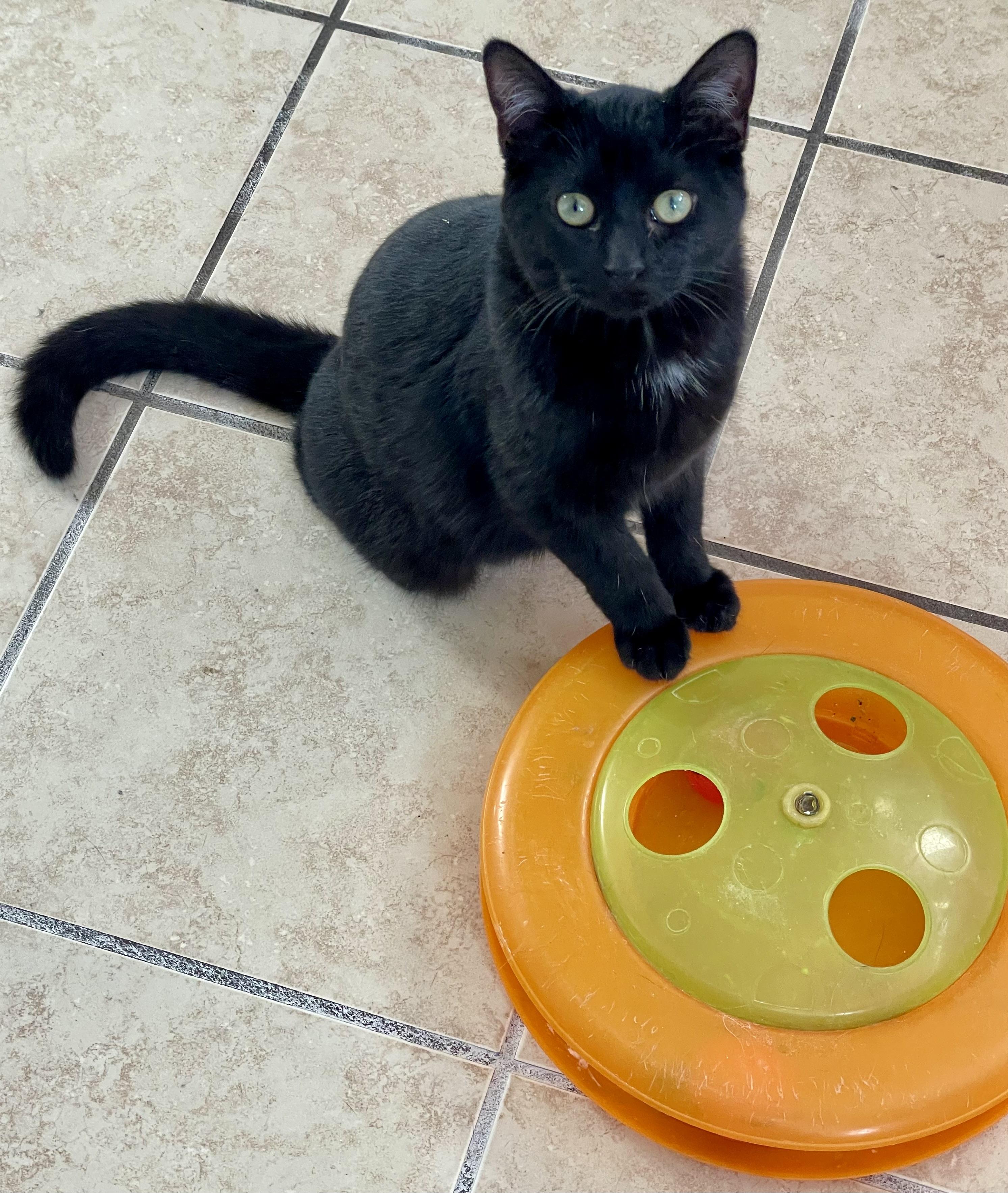 Holly, a Adoptable mixed breed in Lacon, IL image 5/6