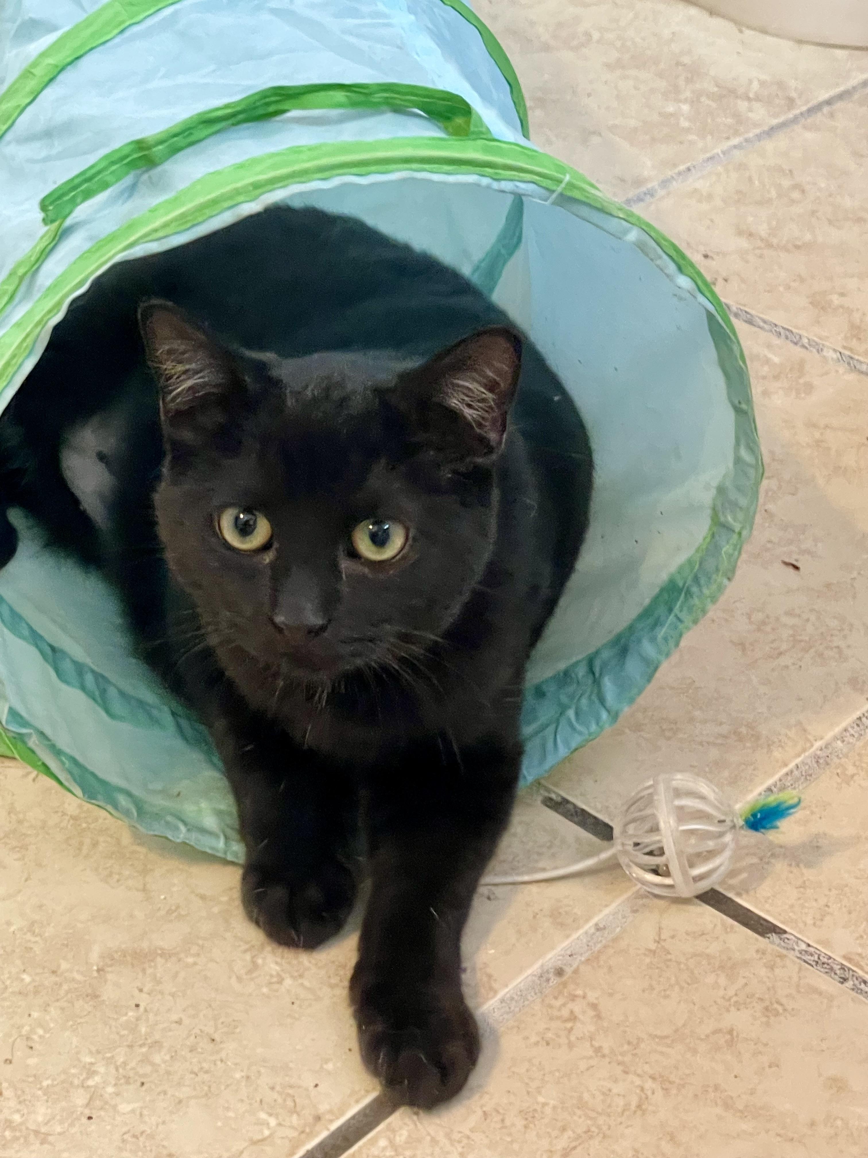 Holly, a Adoptable mixed breed in Lacon, IL image 4/6