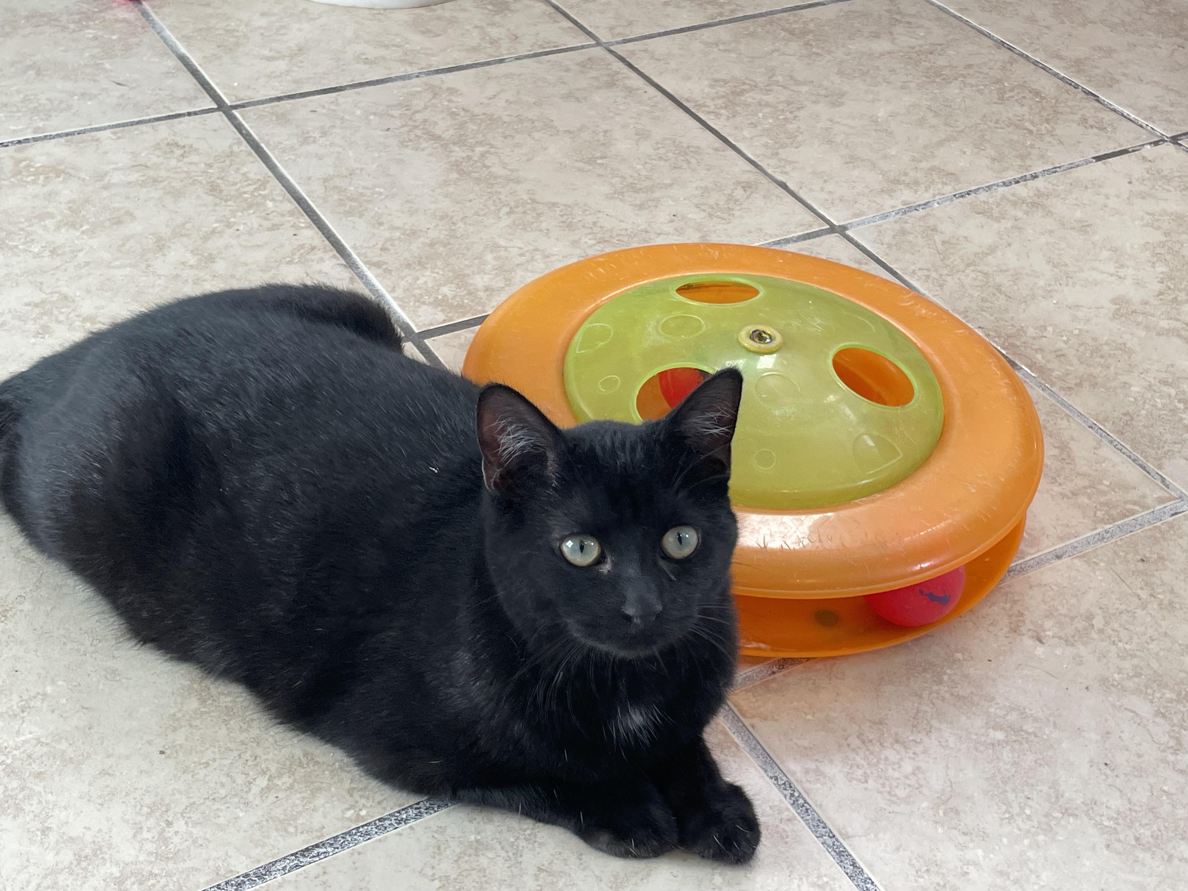 Holly, a Adoptable mixed breed in Lacon, IL image 3/6