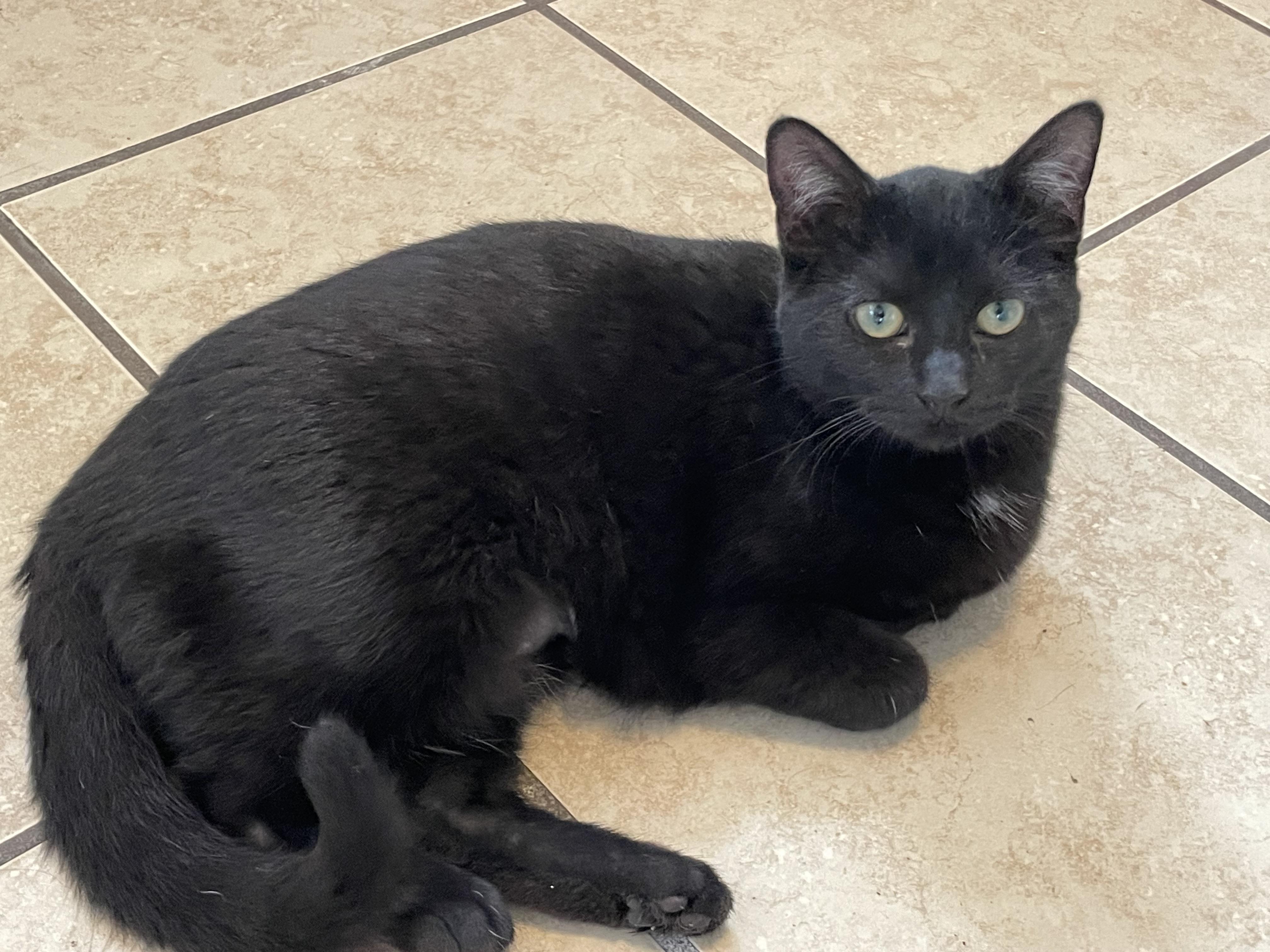 Holly, a Adoptable mixed breed in Lacon, IL image 6/6