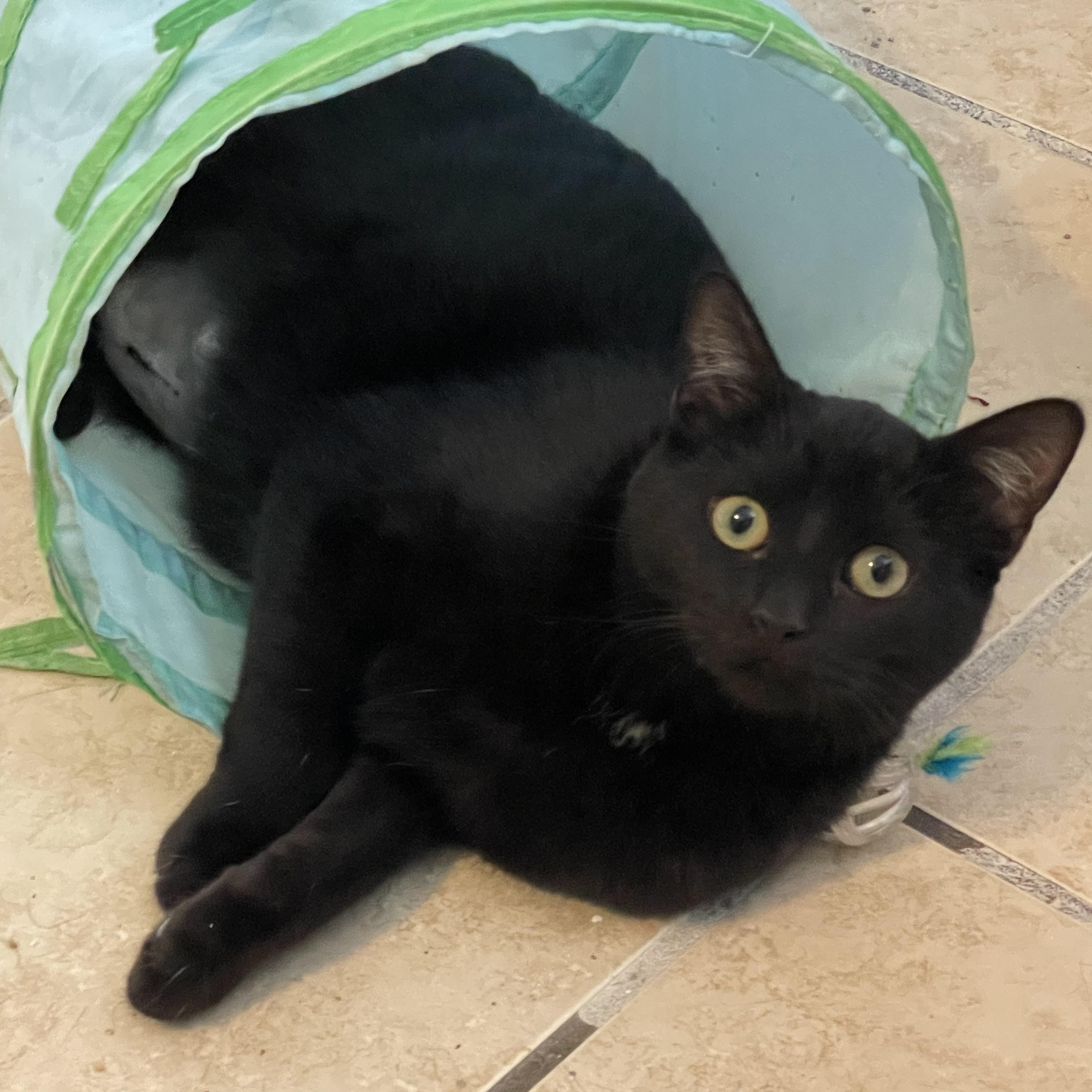 Holly, Adoptable, Young Female Domestic Short Hair.