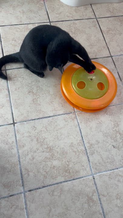 Enlarge Holly, a Adoptable mixed breed in Lacon, IL video 2/6