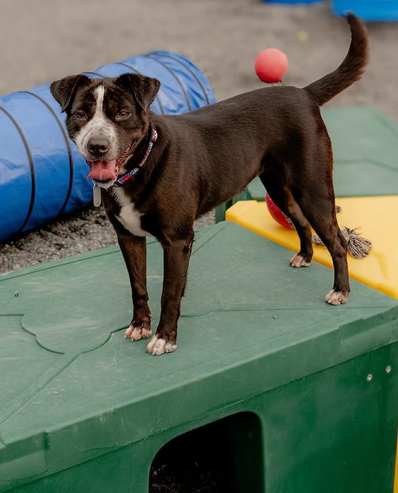 Disco - Foster to Adopt pending, Adoptable, Adult Female Border Collie.