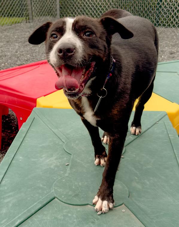 Enlarge Disco - Foster to Adopt pending, a Adoptable mixed breed in Lewisville, NC image 2/2