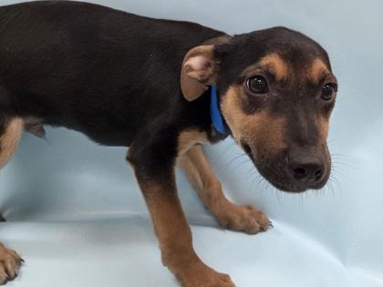 Dan, Adoptable, Puppy Male German Shepherd Dog & Mixed Breed.