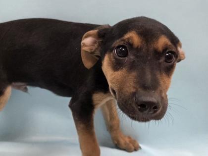 Enlarge Dan, a Adoptable mixed breed in Woodbury, MN image 2/2