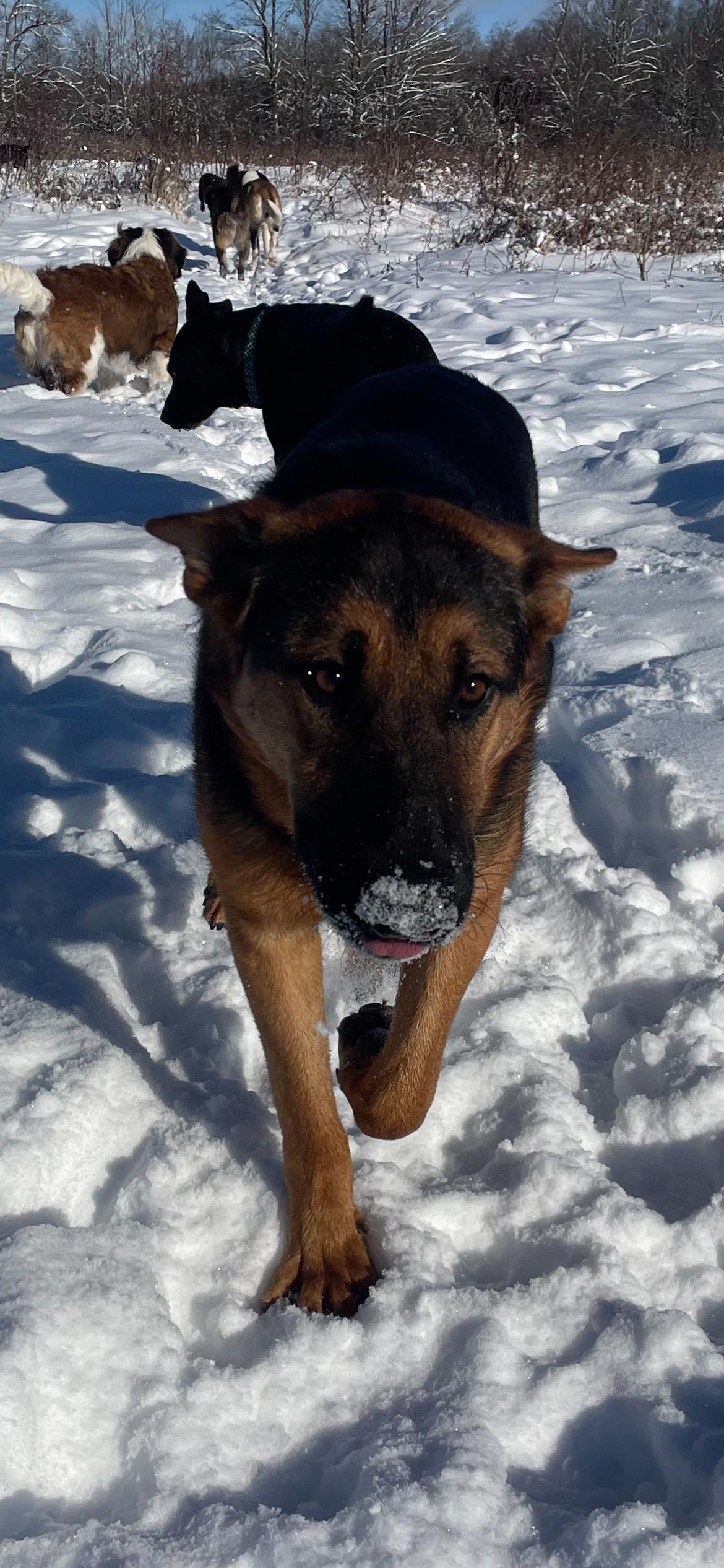 Enlarge Dickie, a ADOPTABLE German Shepherd Dog in Richmond Hill, ON image 2/3