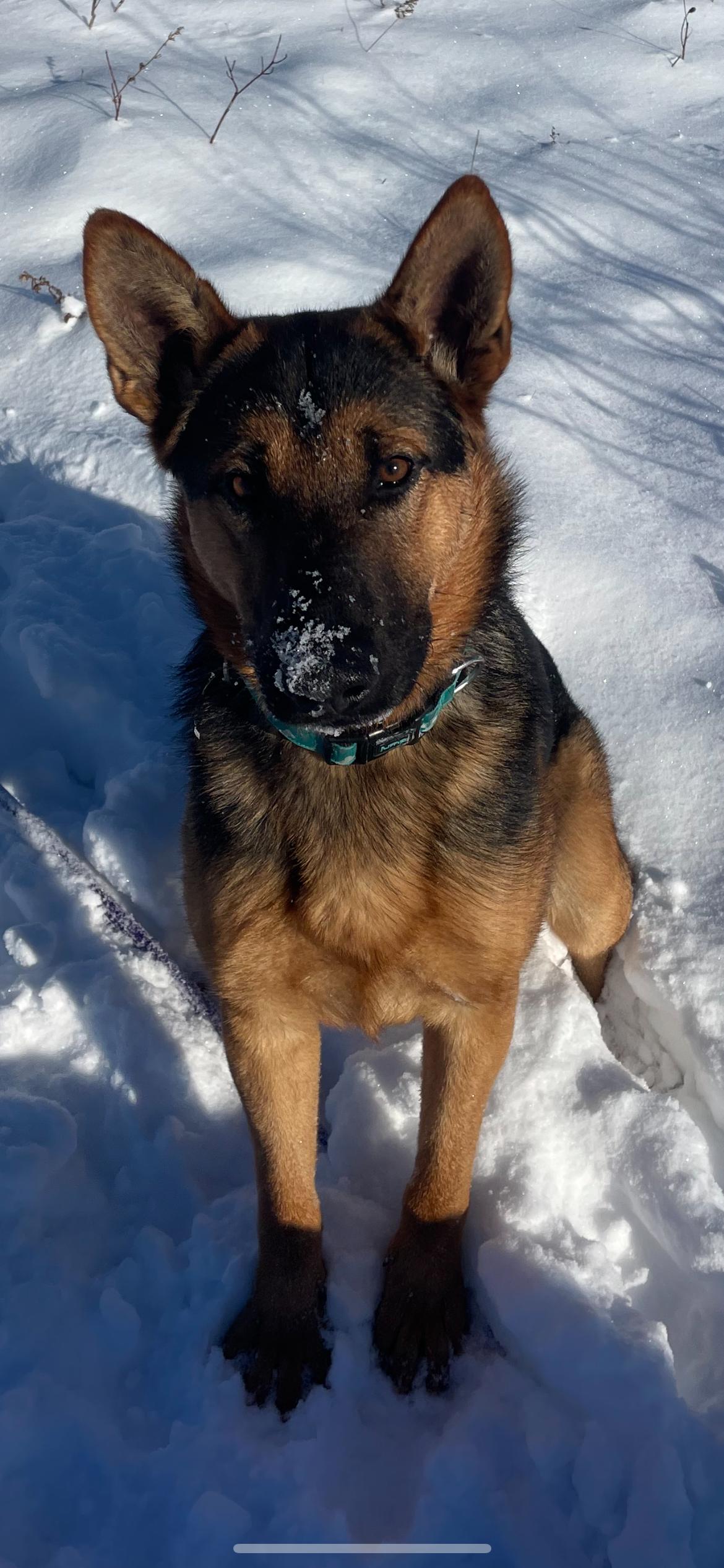 Enlarge Dickie, a ADOPTABLE German Shepherd Dog in Richmond Hill, ON image 1/3