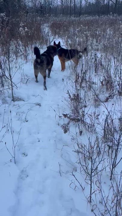 Enlarge Dickie, a ADOPTABLE German Shepherd Dog in Richmond Hill, ON video 3/3