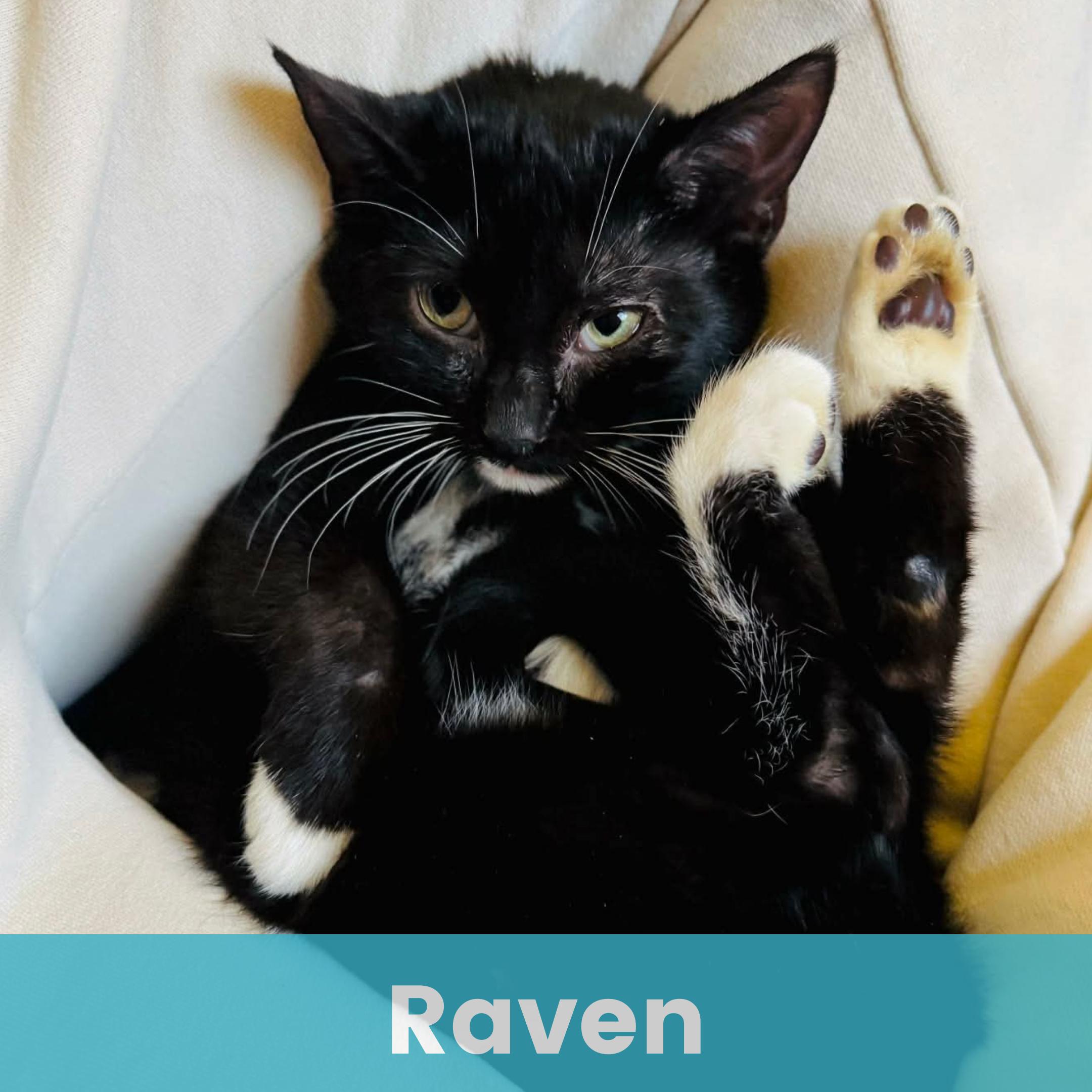 Enlarge Raven, a ADOPTABLE Domestic Short Hair in Rochester , NY image 1/6