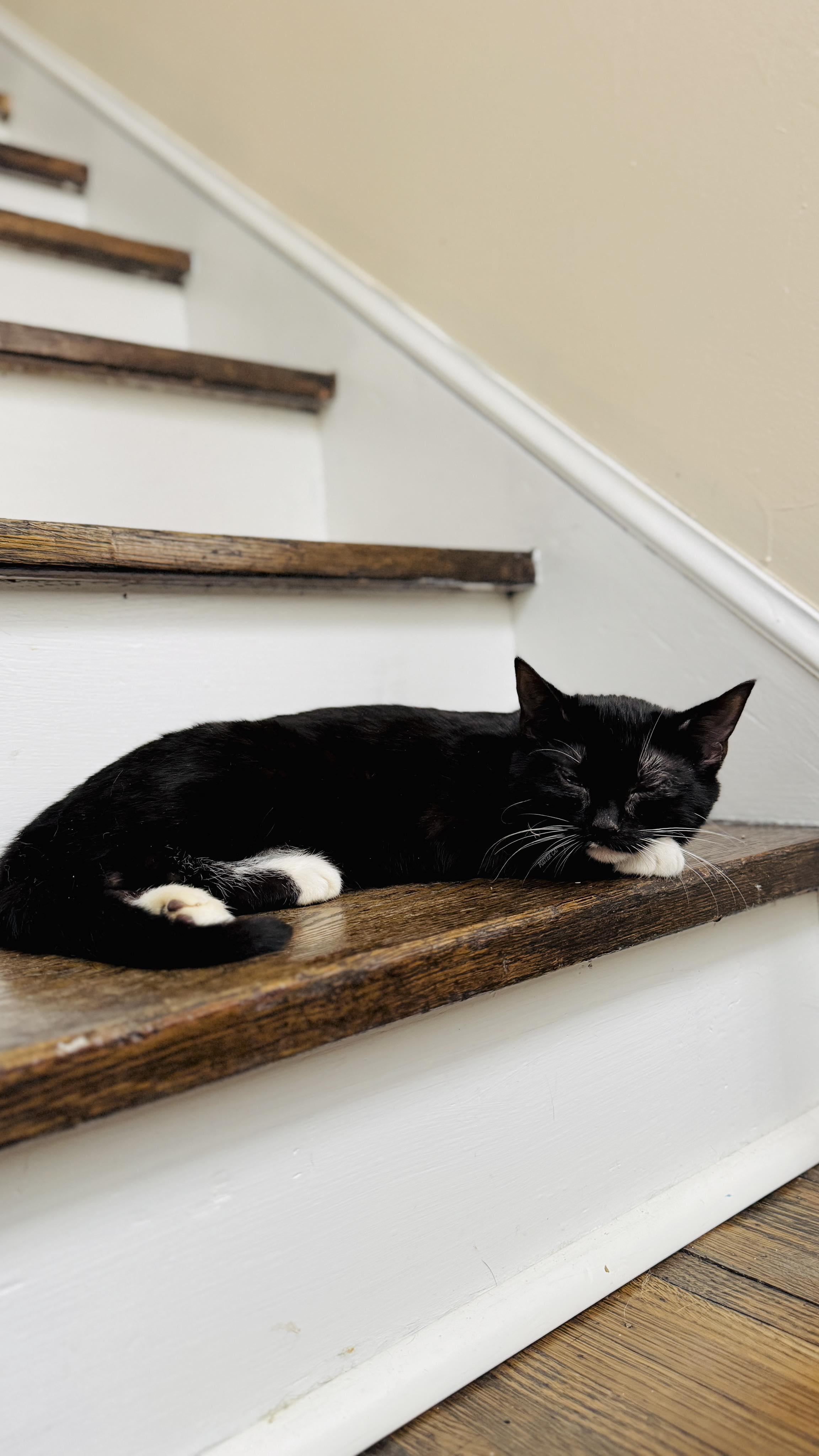 Enlarge Raven, a ADOPTABLE Domestic Short Hair in Rochester , NY image 6/6