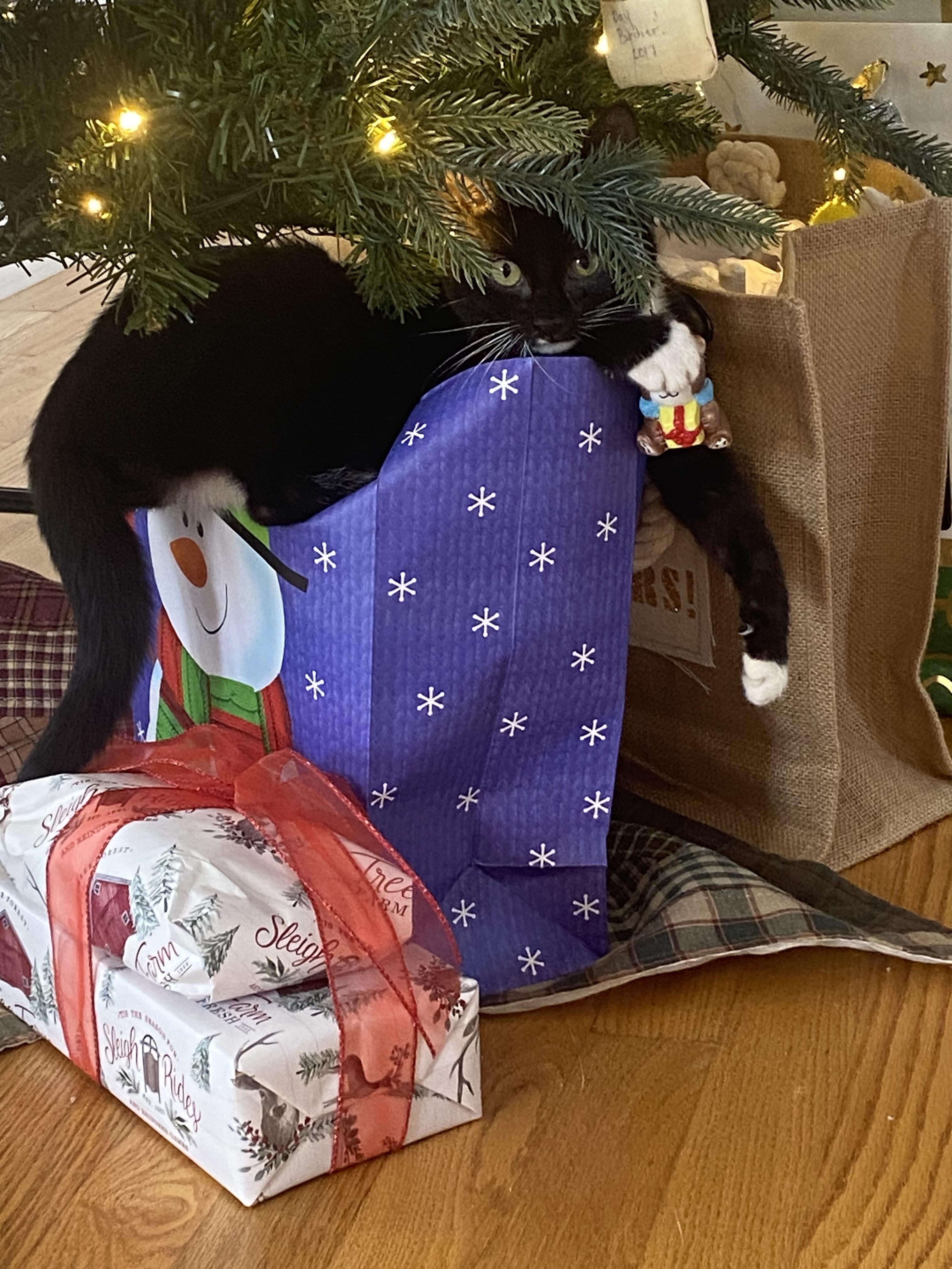 Enlarge Raven, a ADOPTABLE Domestic Short Hair in Rochester , NY image 5/6