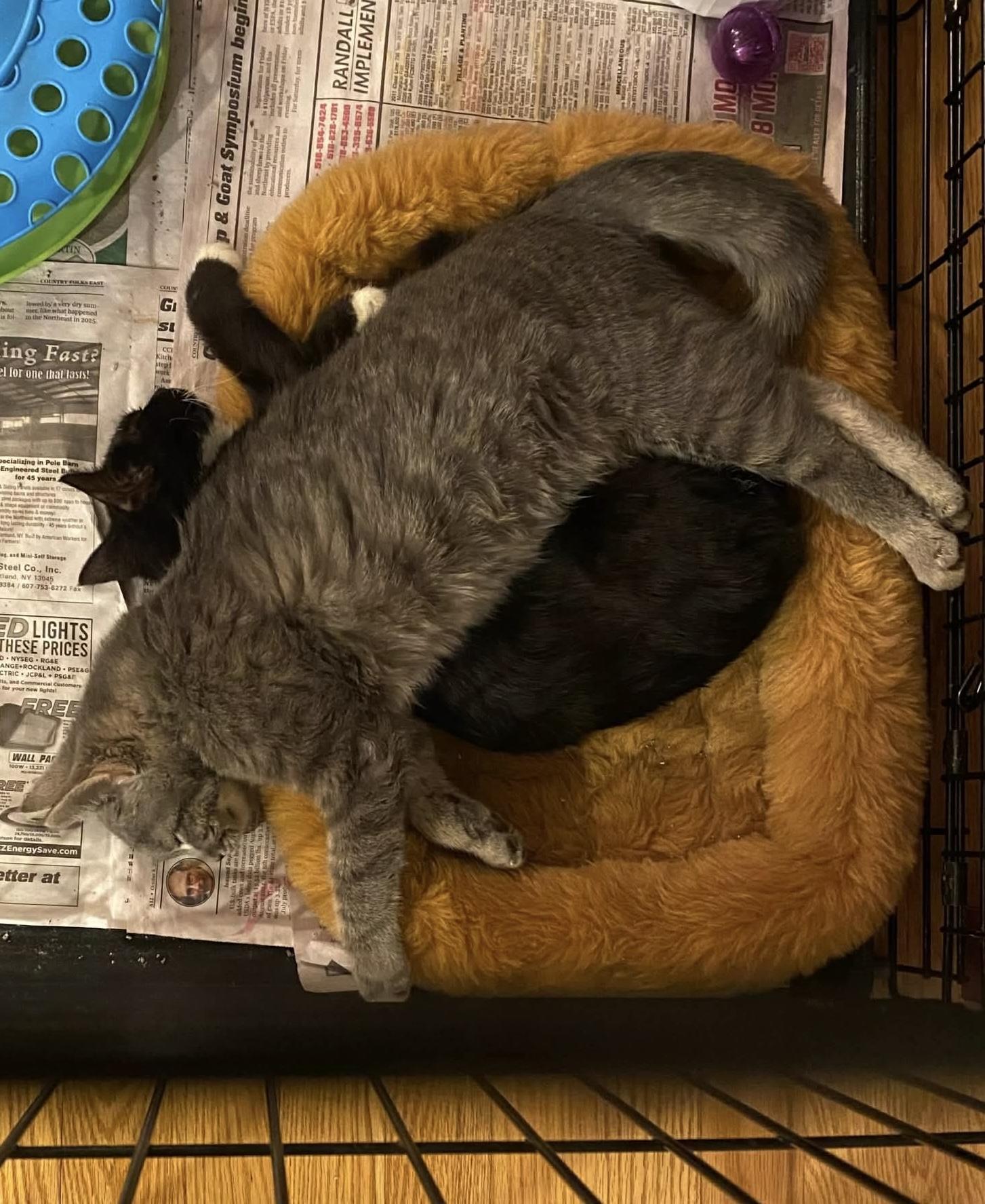 Enlarge Raven, a ADOPTABLE Domestic Short Hair in Rochester , NY image 4/6