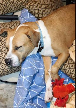 Bella, a ADOPTABLE Mixed Breed in Palm Harbor, FL image 3/4