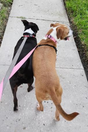 Bella, a ADOPTABLE Mixed Breed in Palm Harbor, FL image 4/4