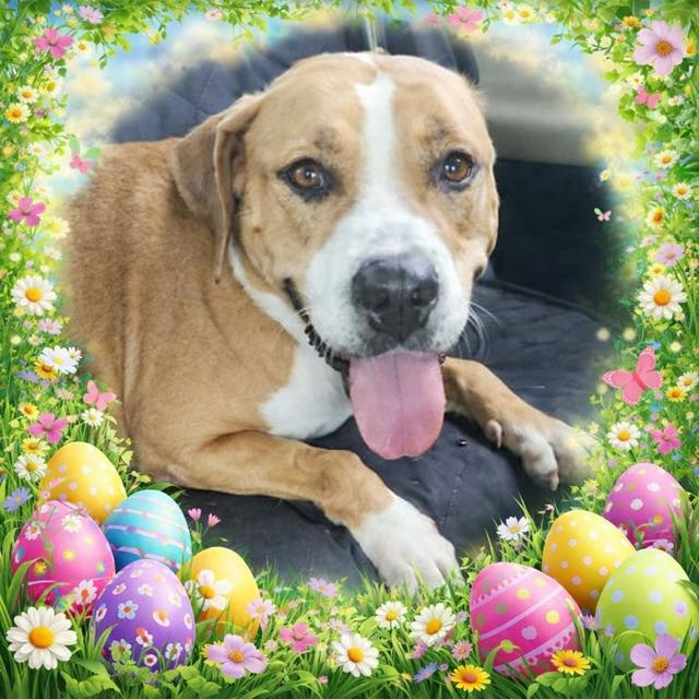 Bella, a ADOPTABLE Mixed Breed in Palm Harbor, FL image 1/4