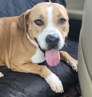 Enlarge Bella, a ADOPTABLE Mixed Breed in Palm Harbor, FL image 1/4