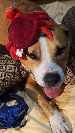 Bella, a ADOPTABLE Mixed Breed in Palm Harbor, FL image 2/4